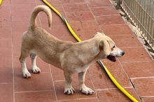 TILA, Hund, Labrador-Dackel-Mix in Monheim - Bild 9
