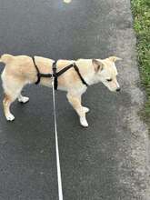 YOKO, Hund, Mischlingshund in Herten - Bild 1