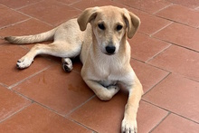 TINA, Hund, Labrador-Mix in Haar - Bild 10