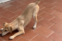 TINA, Hund, Labrador-Mix in Haar - Bild 14