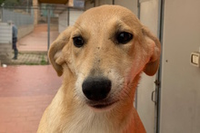 TINA, Hund, Labrador-Mix in Haar - Bild 15