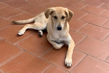 TINA, Hund, Labrador-Mix in Haar - Bild 18