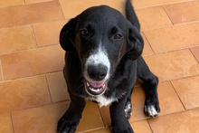 TULIO, Hund, Labrador-Dackel-Mix in Italien - Bild 1