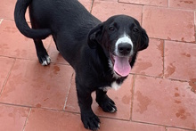 TULIO, Hund, Labrador-Dackel-Mix in Italien - Bild 2