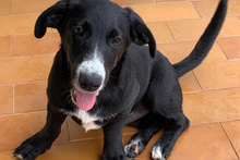 TULIO, Hund, Labrador-Dackel-Mix in Italien - Bild 4