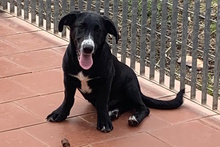 TULIO, Hund, Labrador-Dackel-Mix in Italien - Bild 5