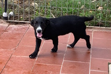 TULIO, Hund, Labrador-Dackel-Mix in Italien - Bild 6