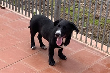 TULIO, Hund, Labrador-Dackel-Mix in Italien - Bild 7