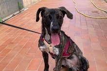 LAION, Hund, Segugio Maremmano-Mix in Italien - Bild 1