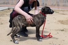 LAION, Hund, Segugio Maremmano-Mix in Italien - Bild 12