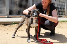 LAION, Hund, Segugio Maremmano-Mix in Italien - Bild 13