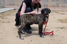 LAION, Hund, Segugio Maremmano-Mix in Italien - Bild 14
