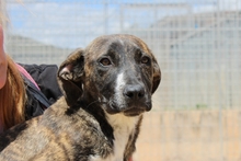 LAION, Hund, Segugio Maremmano-Mix in Italien - Bild 15