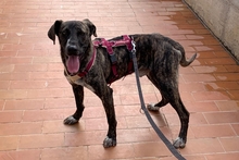 LAION, Hund, Segugio Maremmano-Mix in Italien - Bild 16