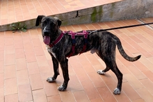 LAION, Hund, Segugio Maremmano-Mix in Italien - Bild 4