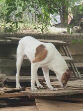 ELLIE, Hund, Mischlingshund in Rumänien - Bild 9