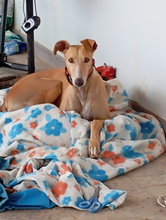 LOLO, Hund, Galgo Español in Spanien - Bild 1