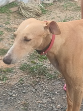 LOLO, Hund, Galgo Español in Spanien - Bild 3