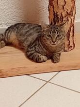 FELIX, Katze, Europäisch Kurzhaar in Heppenheim