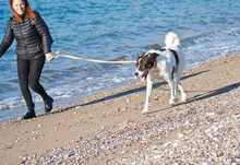 IGOR, Hund, Herdenschutzhund-Mix in Griechenland - Bild 2