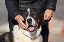 IGOR, Hund, Herdenschutzhund-Mix in Griechenland - Bild 3