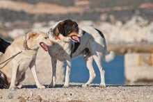 IGOR, Hund, Herdenschutzhund-Mix in Griechenland - Bild 4