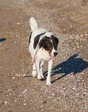 IGOR, Hund, Herdenschutzhund-Mix in Griechenland - Bild 9