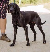 PAKO, Hund, Magyar Vizsla-Mix in Ungarn - Bild 2