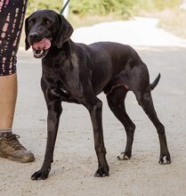 PAKO, Hund, Magyar Vizsla-Mix in Ungarn - Bild 3