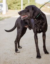 PAKO, Hund, Magyar Vizsla-Mix in Ungarn - Bild 4