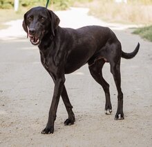 PAKO, Hund, Magyar Vizsla-Mix in Ungarn - Bild 5