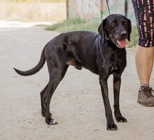 PAKO, Hund, Magyar Vizsla-Mix in Ungarn - Bild 6