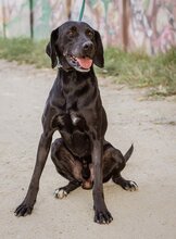 PAKO, Hund, Magyar Vizsla-Mix in Ungarn - Bild 7