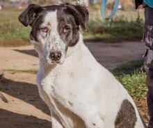 TINI, Hund, Mischlingshund in Ungarn - Bild 1