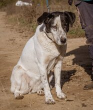 TINI, Hund, Mischlingshund in Ungarn - Bild 2