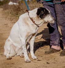 TINI, Hund, Mischlingshund in Ungarn - Bild 3