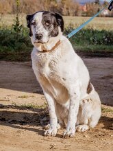 TINI, Hund, Mischlingshund in Ungarn - Bild 4