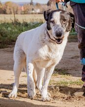 TINI, Hund, Mischlingshund in Ungarn - Bild 5