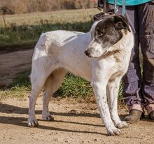 TINI, Hund, Mischlingshund in Ungarn - Bild 6