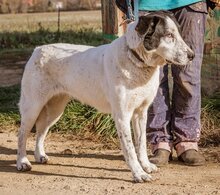 TINI, Hund, Mischlingshund in Ungarn - Bild 7