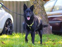 ROSA, Hund, Kelpie-Mix in Ungarn