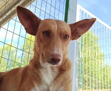 LUZ, Hund, Podenco in Spanien - Bild 1