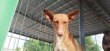 LUZ, Hund, Podenco in Spanien - Bild 10