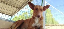 LUZ, Hund, Podenco in Spanien - Bild 11