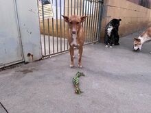 LUZ, Hund, Podenco in Spanien - Bild 13