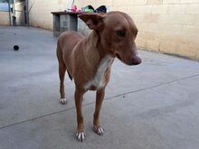 LUZ, Hund, Podenco in Spanien - Bild 14