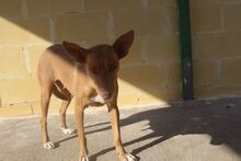 LUZ, Hund, Podenco in Spanien - Bild 3