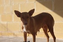 LUZ, Hund, Podenco in Spanien - Bild 4