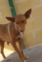 LUZ, Hund, Podenco in Spanien - Bild 5