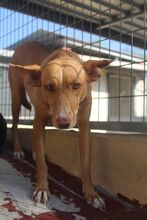 LUZ, Hund, Podenco in Spanien - Bild 6